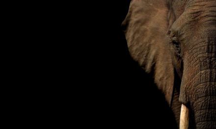 Cómo hablar con su equipo sobre el elefante en la sala